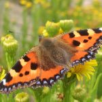 Butterfly Bonanza