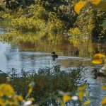 Chalk-streams-Landscape-Winner-Andrew-Scott-Great-Eau-at-Bellea_358