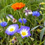 flower-meadow-1555986_1920