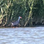 purple swamphen graham catley