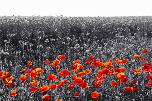 Poppy cascades for special Remembrance commemoration