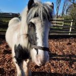 stigAfter a groom