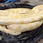 Albino-Burmese-python-found-in-Grimsby-street