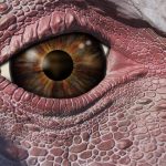 Lucy_the_Dragon___eye