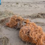 Beach Clean Gibraltar Point