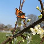 Blossom_in_Grantham’s_Heroes_Orchard