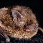 Pipistrellus nathusii