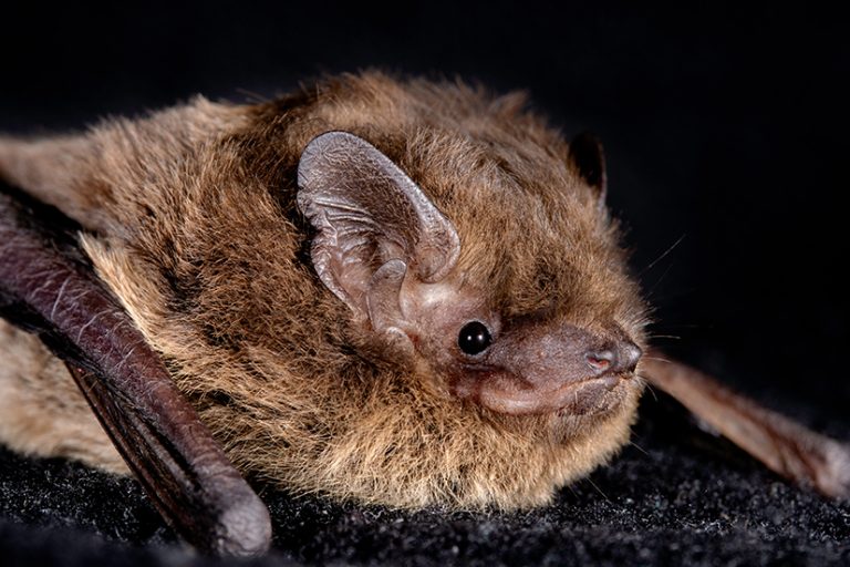 A wildlife lover’s guide to the local bat species population
