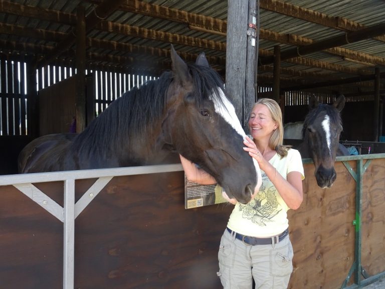Rescued Shire horse finds her happy ever after