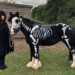 Limpopo skeleton