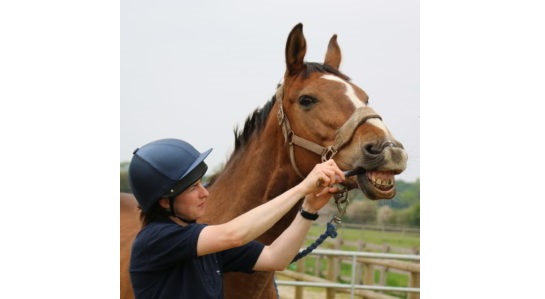 Bransby Horses host free equine worming information evening
