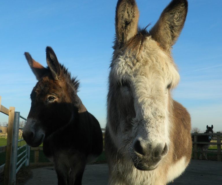 Broken-hearted team say goodbye to beloved donkeys