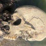 skull