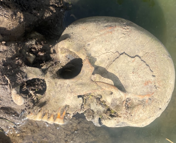 Roman skull found in duck pond
