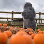 201020_JW_Pumpkins-3