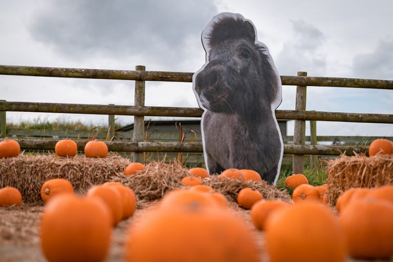 Hocus Pocus Halloween Trail and Pumpkin Patch at Bransby Horses