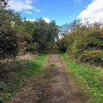 Haxey-Nature-Reserve-768-x-450