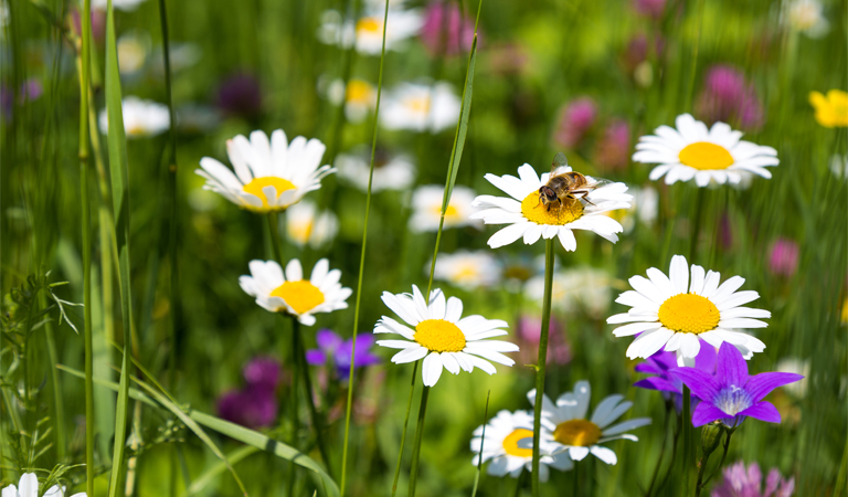 Mortal Ash wildflower meadow named one of the best in the country