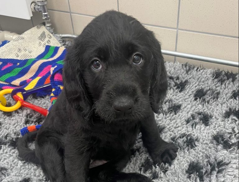 Homes needed for guide dog puppies across Lincoln