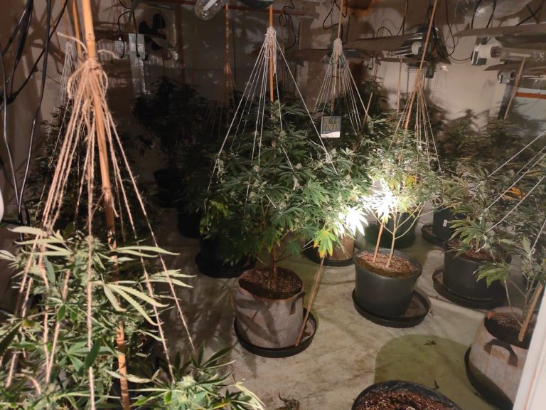 Large scale cannabis farm discovered at disused Boston shop