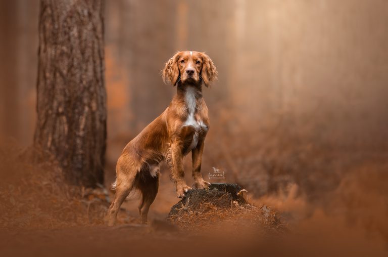 Competition winner’s stunning photos with Furreal Photography unveiled