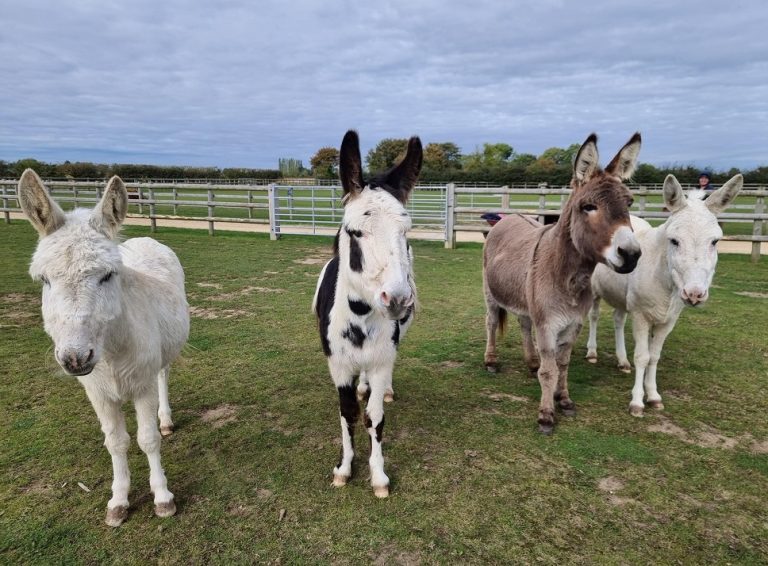 Make the most of donkey madness at Bransby Horses this half term