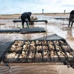 Oyster nets being secured to trestles at Spurn_Finn Varney