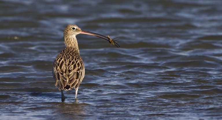 Let’s hear it for Europe’s largest wading bird on World Curlew Day