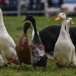 thumbnail_sheepdog Thoresby 3