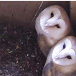 owls