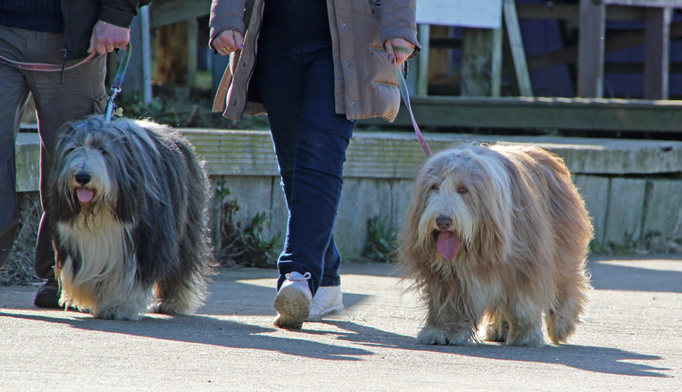 No bags to pick up after your dog? That’s a £100 fine, says council