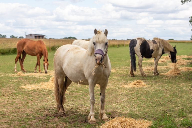 Bransby Horses share revolutionary grazing system insight at free information event