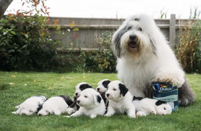 On International Dog Day, meet seven new Dulux dogs…!