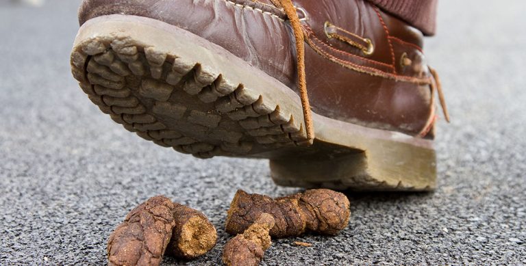 Council’s dog poo fines cost individuals more than £450