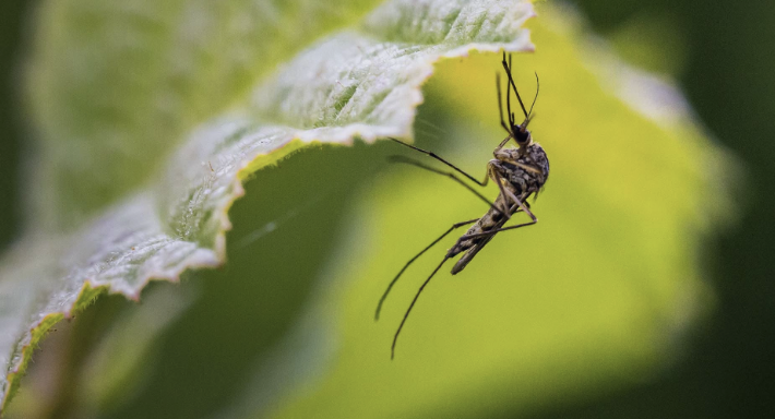 University of Lincoln to lead global wildlife malaria research project