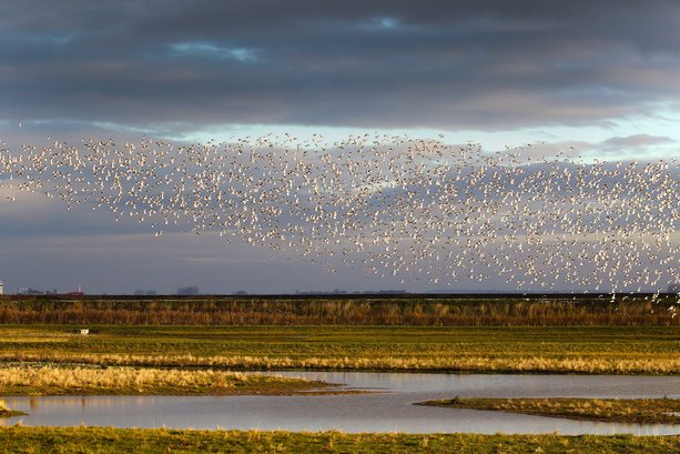 Record numbers of migrating birds visit North East Lincolnshire staging post