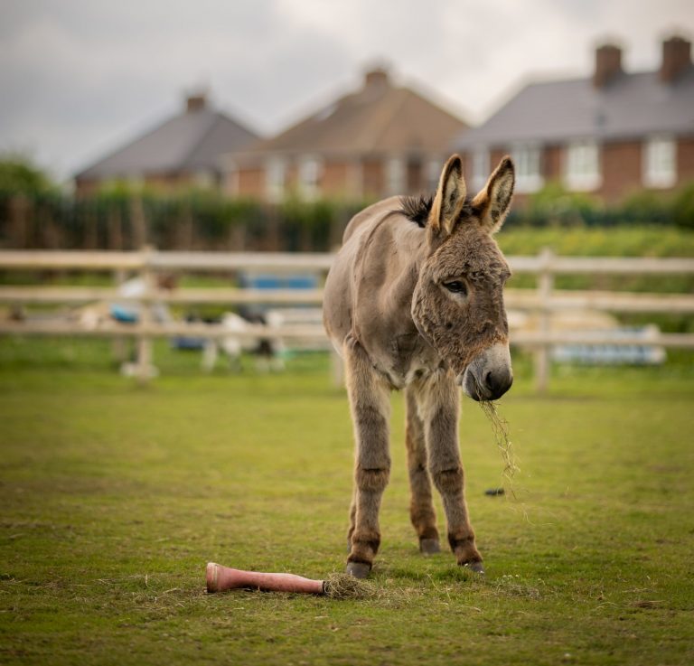 Nunny’s Farm ready to welcome visitors back after difficult Winter