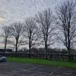 Elm-Trees-1-2048×1536