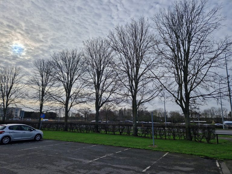 Inspection finds serious tree disease in Cleethorpes