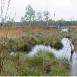 crowle-moors