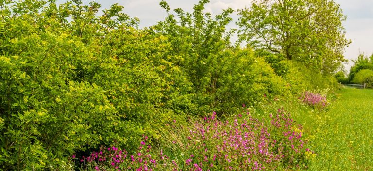 Countryside hedgerows to be given legal protection to care for wildlife