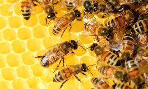 Lincoln’s bee auction bids for place in Guinness book of world records