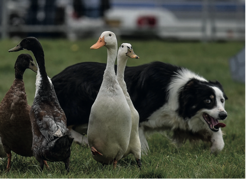 Burghley Game & Country Fair returns this May Lincolnshire Today