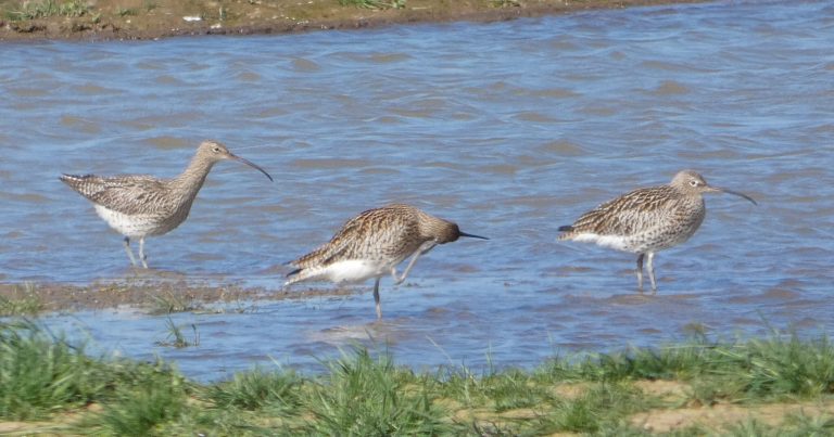 Are you ready to celebrate World Curlew Day?
