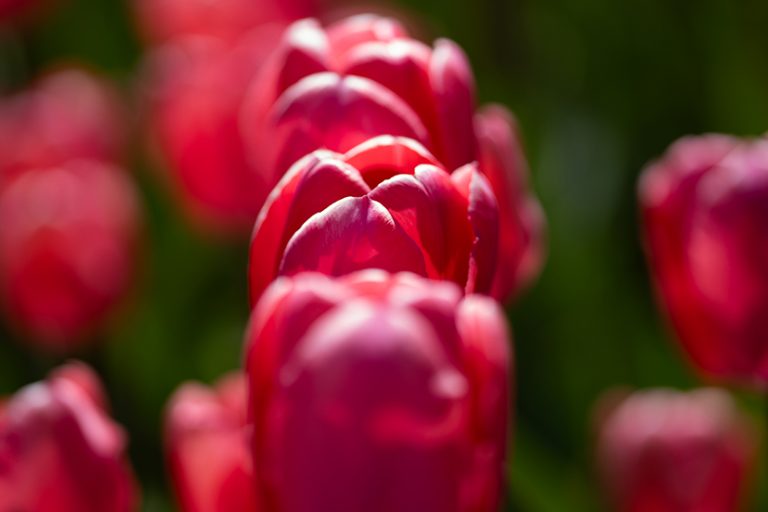 Maroon tulips bloom to honour airborne forces