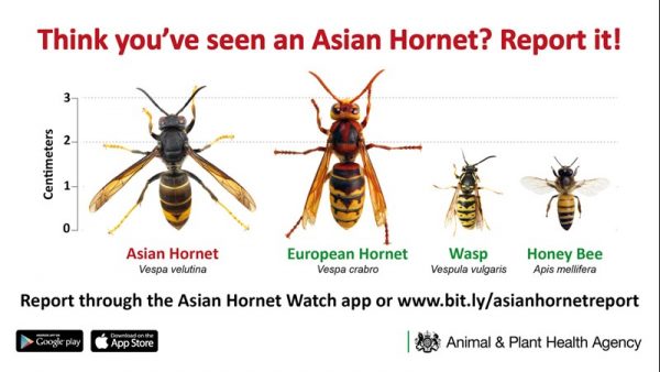 Farmers and walkers urged to be on the lookout for Asian hornets ...