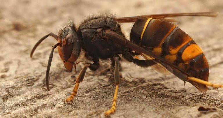 Farmers and walkers urged to be on the lookout for Asian hornets
