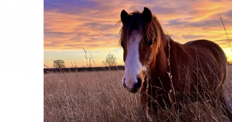 Bransby Horses starts redundancy talks after predicting £2.5m deficit