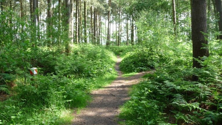 Willingham Woods makes it into top ten best dog walking spots in the UK