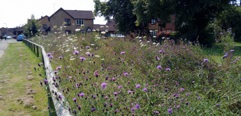 South Kesteven Council takes a walk on the wild side